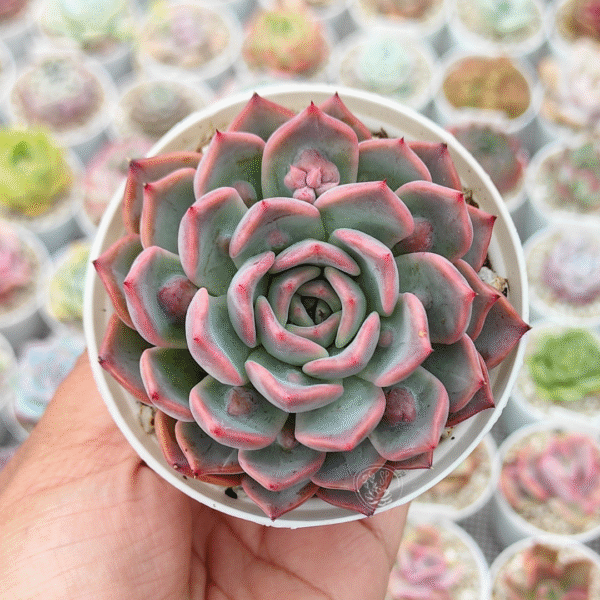 ECHEVERIA SEGOVIA BUMPS P8 - Imagen 2