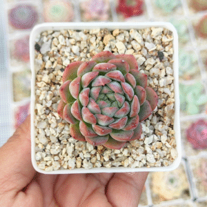 ECHEVERIA AMELIA P7