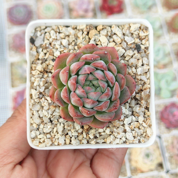 ECHEVERIA AMELIA P7