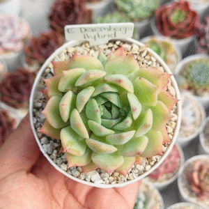 ECHEVERIA DEREMBERGII HYBRID P8