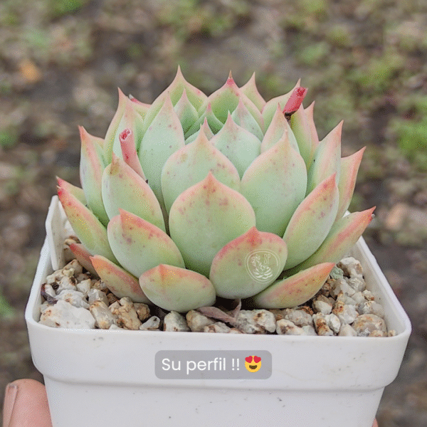 ECHEVERIA DEREMBERGII HYBRID P8 - Imagen 2