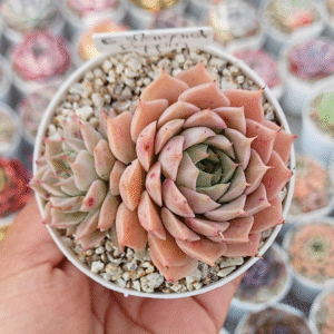 GRAPTOVERIA MARGARET REPPIN P8