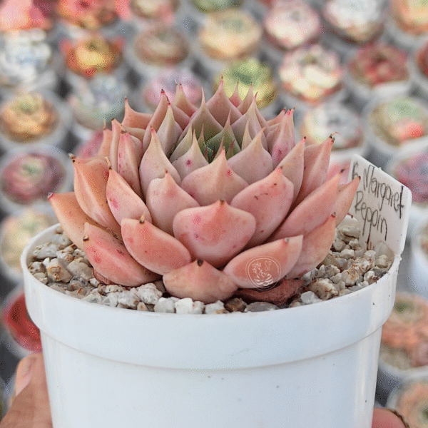 GRAPTOVERIA MARGARET REPPIN P8 - Imagen 2