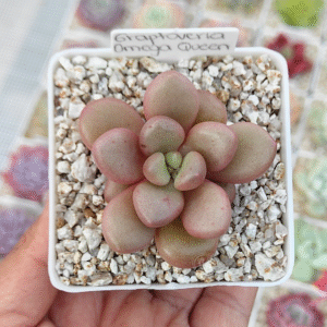 GRAPTOVERIA OMEGA QUEEN P7 # 1
