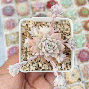ECHEVERIA PROLIFICA VARIEGADA P7