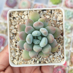 PACHYVERIA CLAVIFOLIA P7