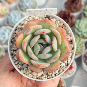 ECHEVERIA SANTA SLEIGH P8