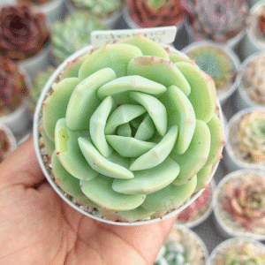 ECHEVERIA CHOSSIM P8 # 1