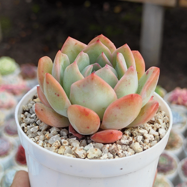 ECHEVERIA SANTA SLEIGH P8 - Imagen 2