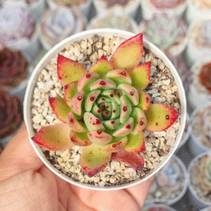 ECHEVERIA AGAVOIDE MASCARPONE P8