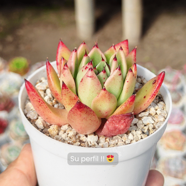 ECHEVERIA AGAVOIDE MASCARPONE P8 - Imagen 3