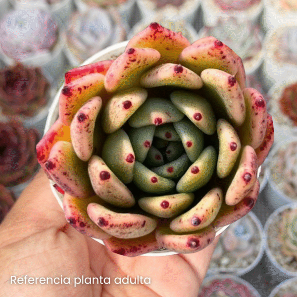ECHEVERIA AGAVOIDE MASCARPONE P8 - Imagen 2