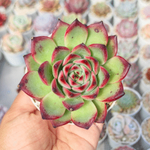 ECHEVERIA FIRE PILLAR P8