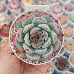 ECHEVERIA PRADA P8 # 1