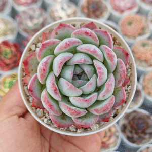 ECHEVERIA PRADA P8 # 2