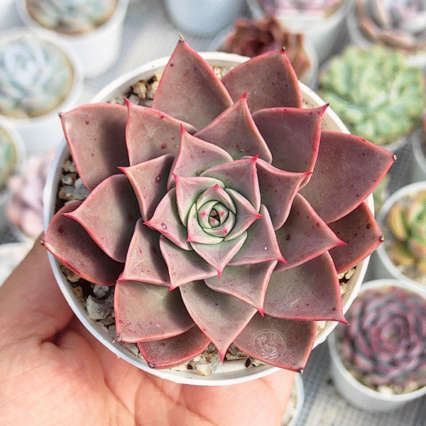 ECHEVERIA GUERLAIN P8