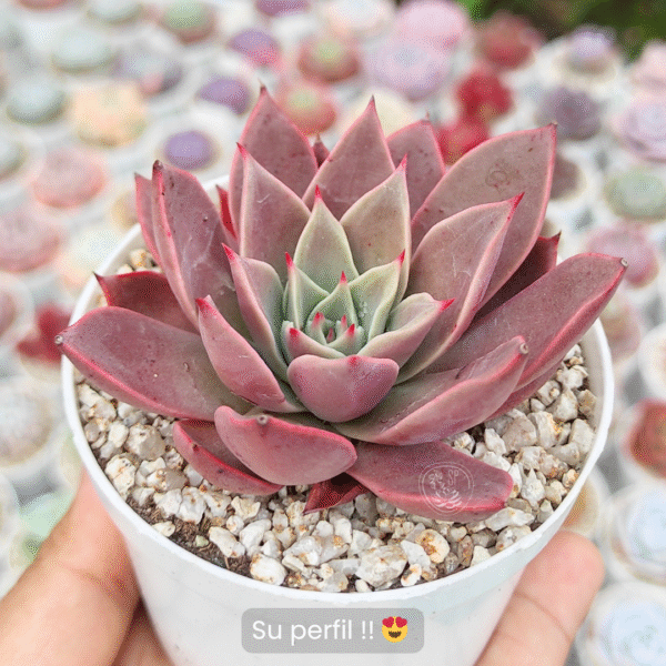 ECHEVERIA GUERLAIN P8 - Imagen 2