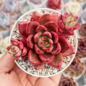 ECHEVERIA CHAPOTE P8