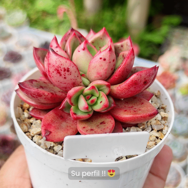 ECHEVERIA CHAPOTE P8 - Imagen 2