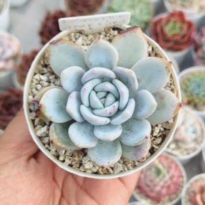 ECHEVERIA MONROE X LAUI P8