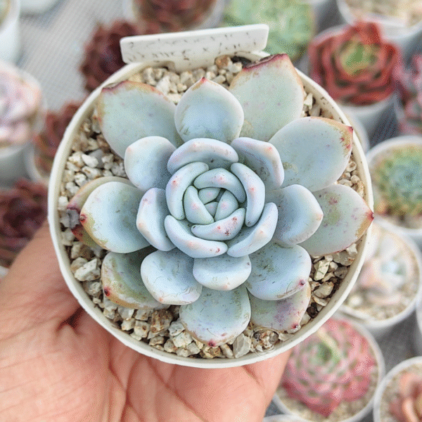 ECHEVERIA MONROE X LAUI P8
