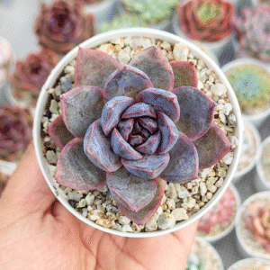 ECHEVERIA WHITE SOUL P8 # 1