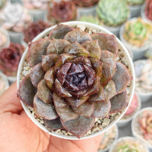 ECHEVERIA WHITE SOUL P8 # 2