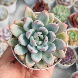 ECHEVERIA MISS JIN P8