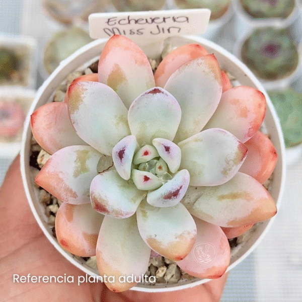 ECHEVERIA MISS JIN P8 - Imagen 2