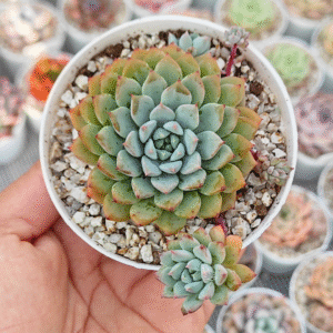 ECHEVERIA CHRISSY N RYAN P8