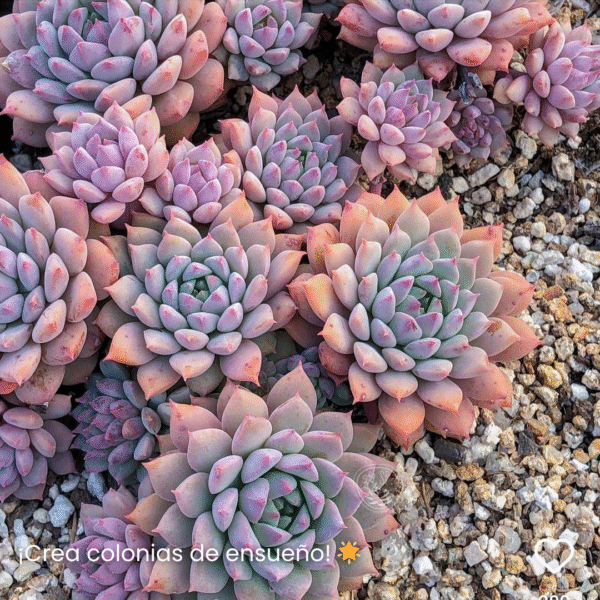 ECHEVERIA CHRISSY N RYAN P8 - Imagen 2