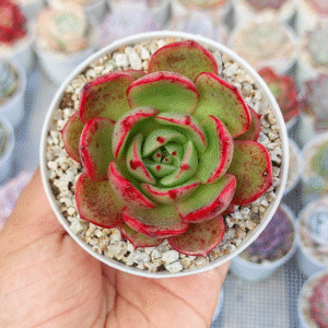 ECHEVERIA SALU P8