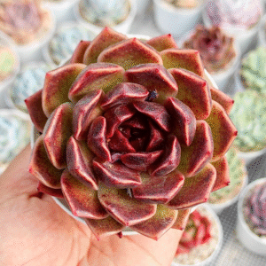 ECHEVERIA PUSHKE P8 # 1
