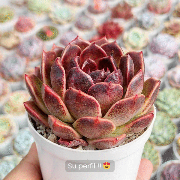 ECHEVERIA PUSHKE P8 # 1 - Imagen 2