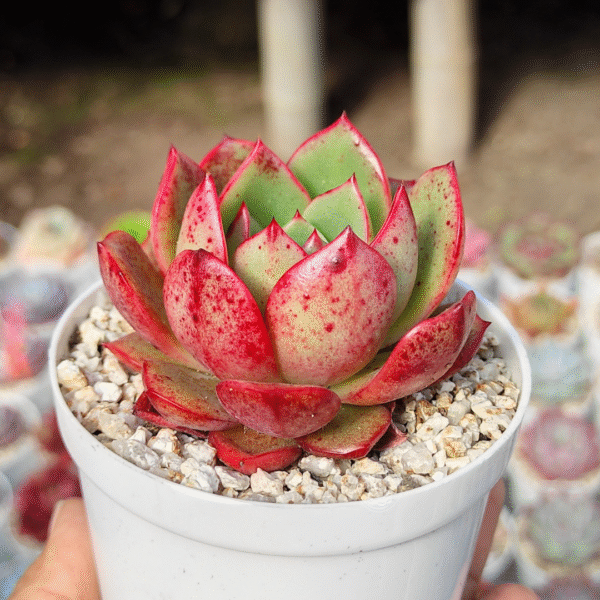 ECHEVERIA SALU P8 - Imagen 2