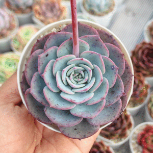 ECHEVERIA MONTLENSIS P8