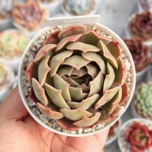 ECHEVERIA KISSES P8