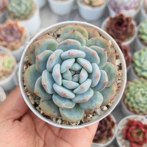 ECHEVERIA ORANGE MONROE P8 #1