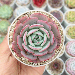 ECHEVERIA MONTLENSIS P8