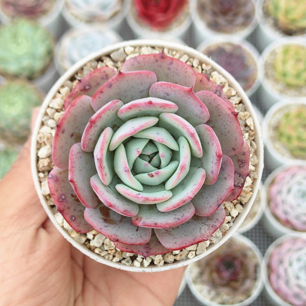 ECHEVERIA MONTLENSIS P8