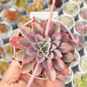 ECHEVERIA FANTASTIC FOUNTAIN P8