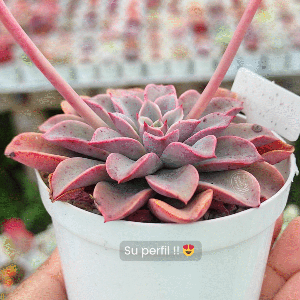 ECHEVERIA FANTASTIC FOUNTAIN P8 - Imagen 2