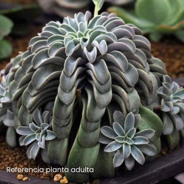 ECHEVERIA FANTASTIC FOUNTAIN P8 - Imagen 3