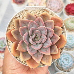ECHEVERIA SILVER QUEEN P10