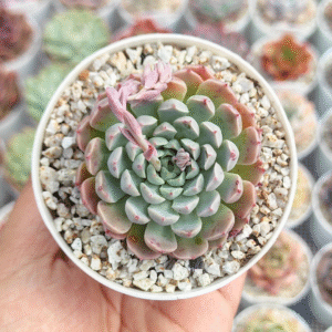 ECHEVERIA HALBINGERI P8