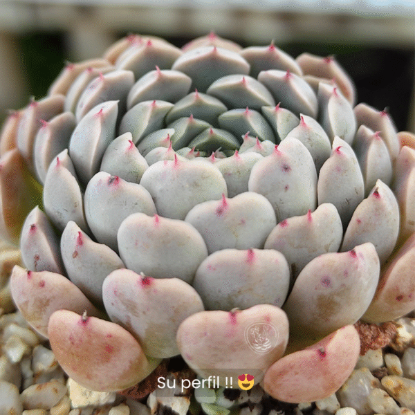 ECHEVERIA HALBINGERI P8 - Imagen 2