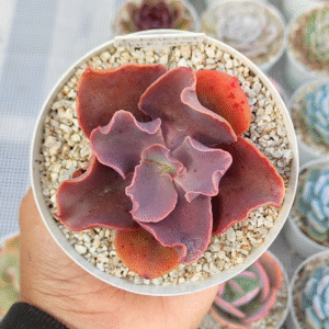 ECHEVERIA BLACK SWAN P10