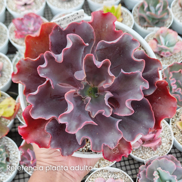 ECHEVERIA BLACK SWAN P10 - Imagen 2