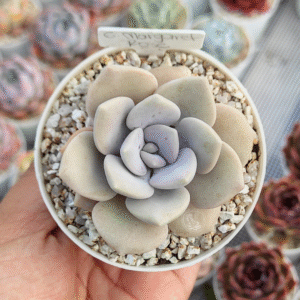 GRAPTOVERIA MARGARET ROSE P8