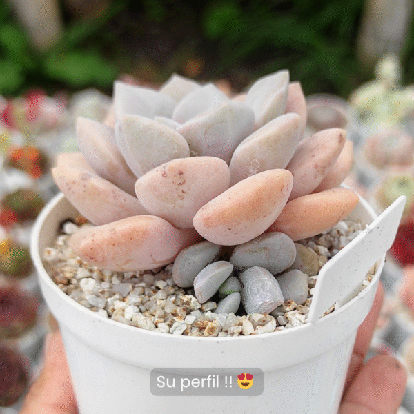GRAPTOVERIA MARGARET ROSE P8 - Imagen 2